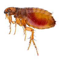 fleas
